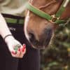 Main avec friandises pour chevaux